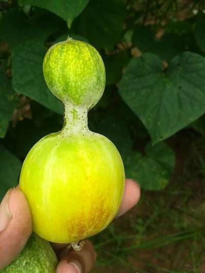 Boron Deficiency - Cucumber