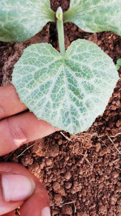 Iron Deficiency - Pumpkin