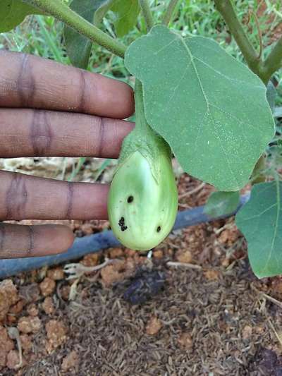 Brinjal Shoot and Fruit Borer - Brinjal