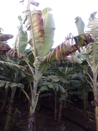 ಪೊಟ್ಯಾಸಿಯಮ್  ಕೊರತೆ - ಬಾಳೆಹಣ್ಣು