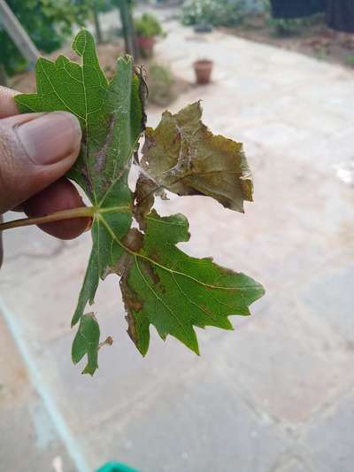 Spider Mites - Grape