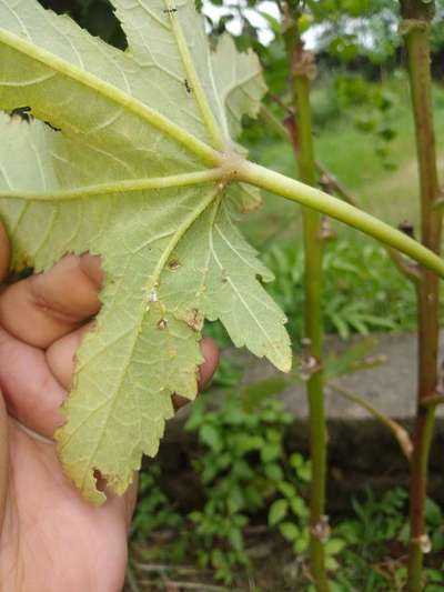 Aphids - Okra