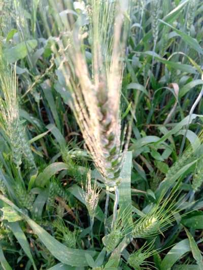 Wheat Leaf Rust - Wheat