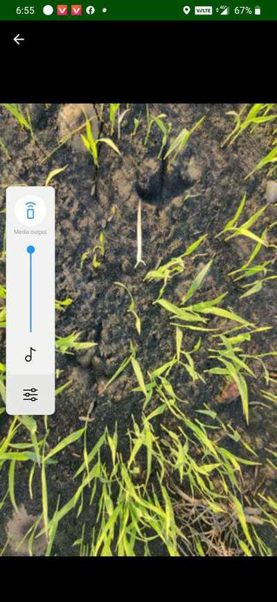 Sulfur Deficiency - Rice