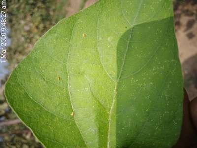 Leaf Miner Flies - Bean