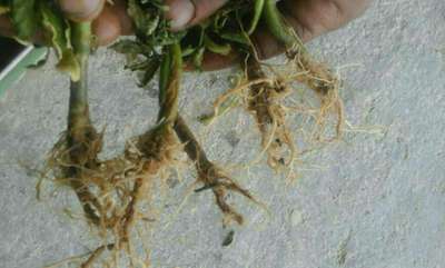Stem Rot - Tomato