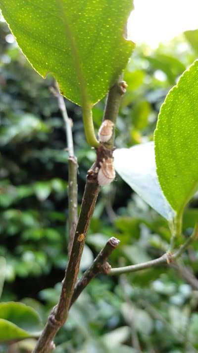 Cochinilla Acanalada - Cítricos