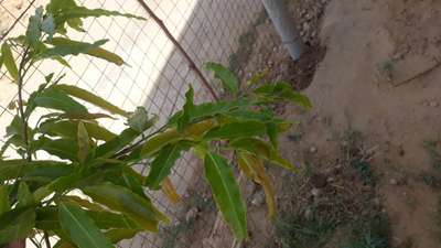 Potassium Deficiency - Mango