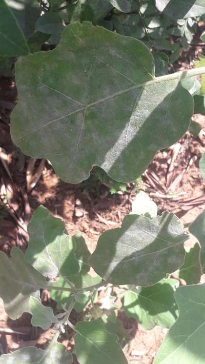 Powdery Mildew - Brinjal