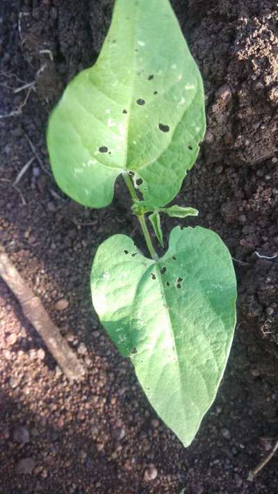 Flea Beetles - Bean