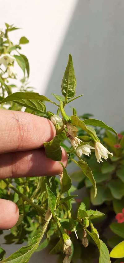 Boron Deficiency - Capsicum & Chilli