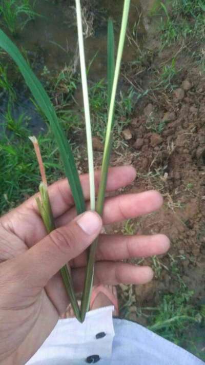 Asian Rice Gall Midge - Rice