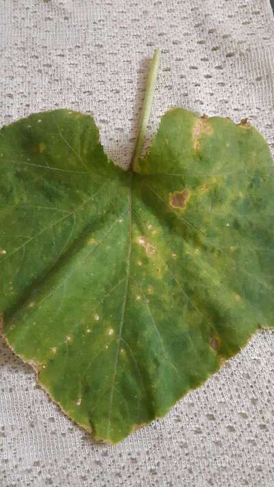 Downy Mildew of Cucurbits - Pumpkin