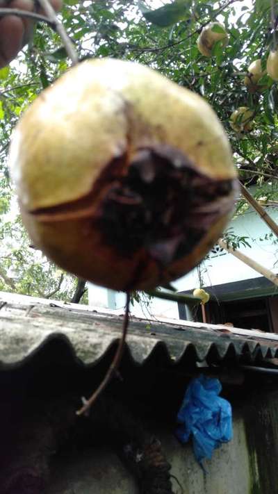 ডালিমের ফোস্কা রোগ - ডালিম