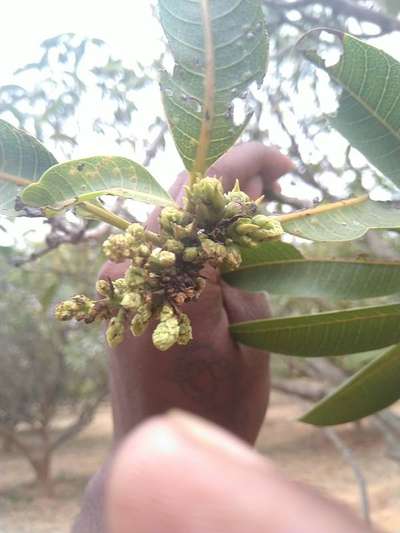 Oleander Scale - Mango