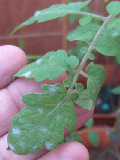 Powdery Mildew - Tomato