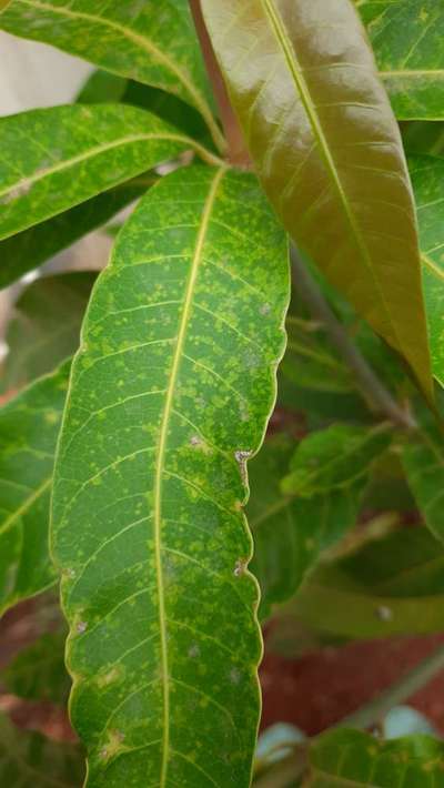 Manganese Deficiency - Mango