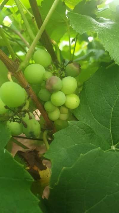 Black Rot of Grape - Grape