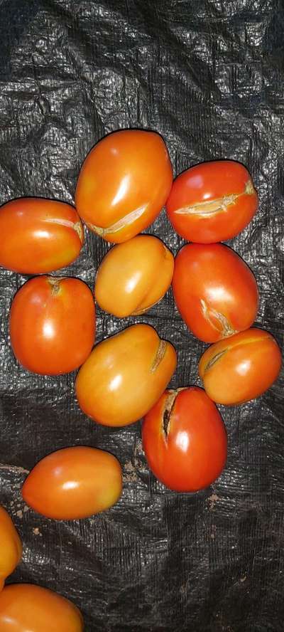 Growth Cracks in Tomato - Tomato