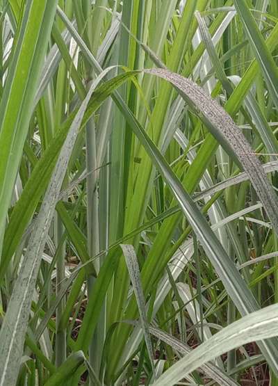 Mealybug - Sugarcane