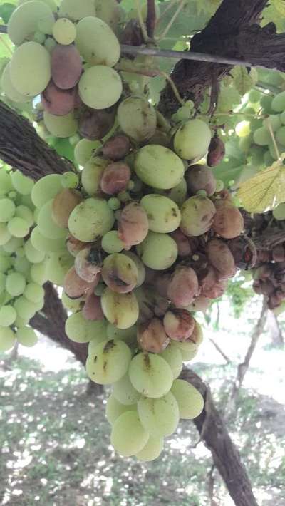 Grape Bud Moth - Grape