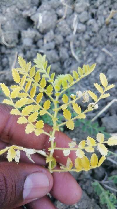 Fusarium Wilt - Chickpea & Gram