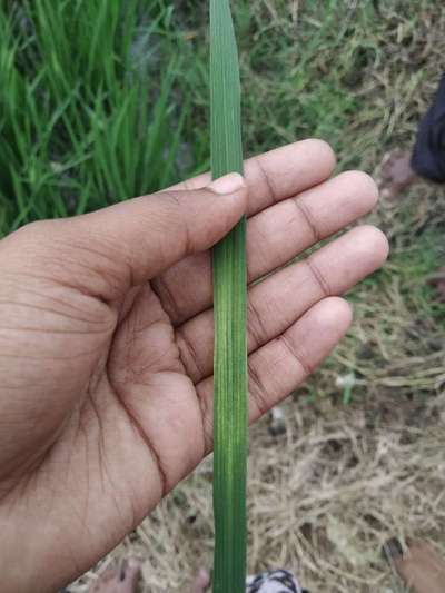 Rice Leaf Mite - Rice