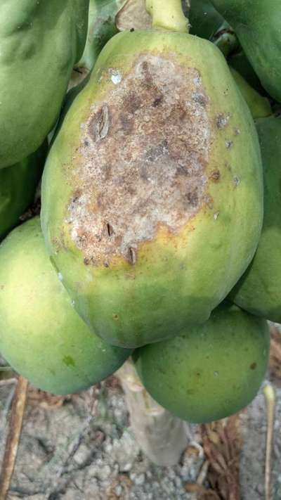 Anthracnose of Papaya and Mango - Papaya