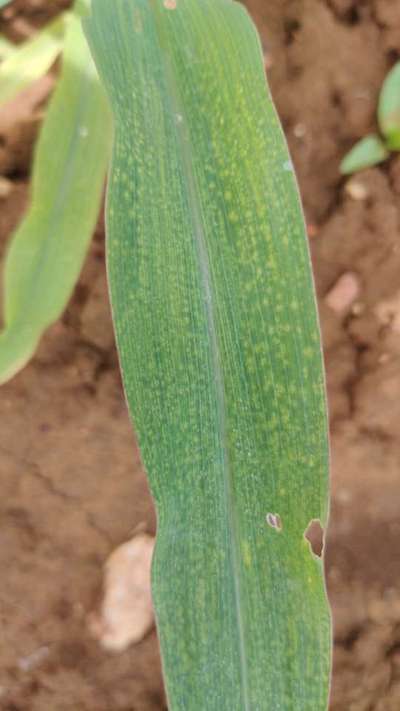 Maize Chlorotic Mottle Virus - Maize