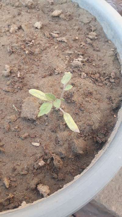 Nitrogen Deficiency - Tomato