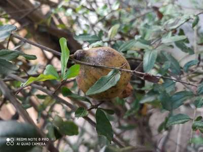 Thrips - Pomegranate