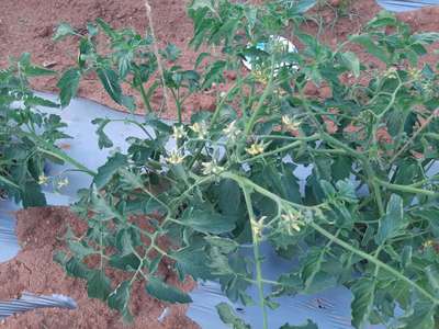 Tomato Yellow Leaf Curl Virus - Tomato