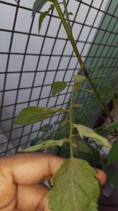 Spider Mites - Tomato