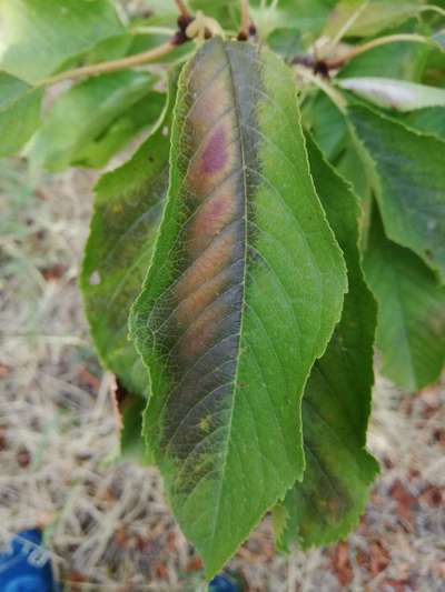 Maladie de la Tache des Feuilles du Cerisier - Cerises