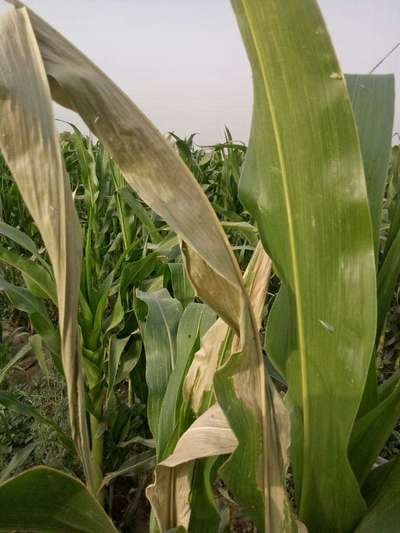 Termites - Maize