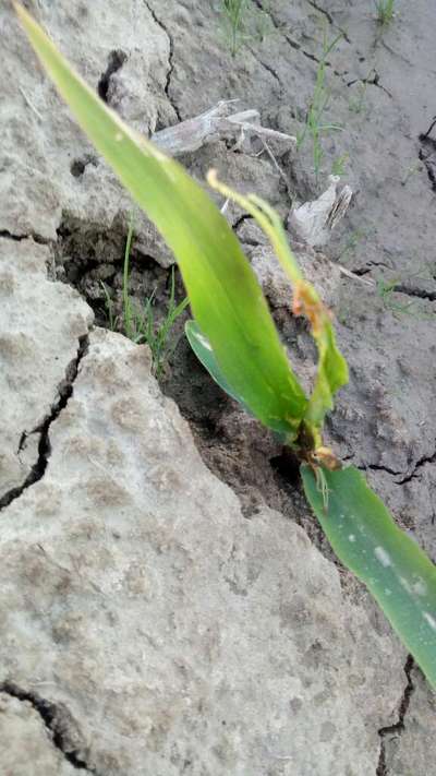 Bean Leaf Webber - Maize