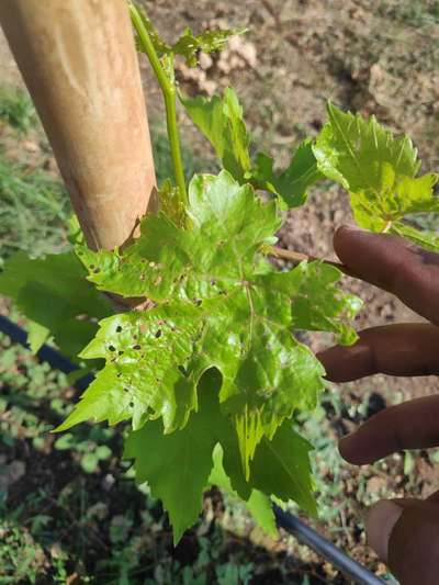 ವೈನ್ ಫ್ಲೀ ಬೀಟಲ್/ ಬಳ್ಳಿ ಚಿಗಟ ಜೀರುಂಡೆ - ದ್ರಾಕ್ಷಿ