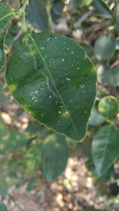 Alternaria Brown Spot - Citrus