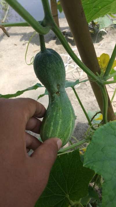 Leaf Blight of Cucurbits - Cucumber