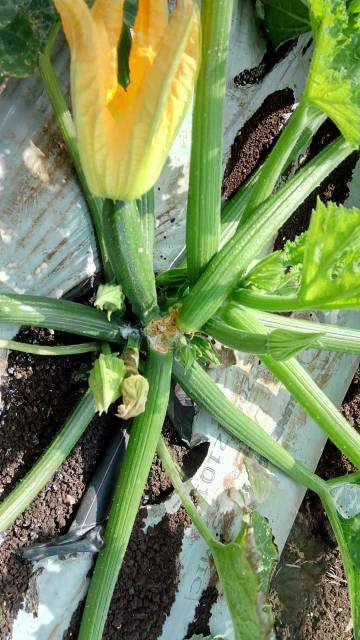 Stem Rot - Zucchini