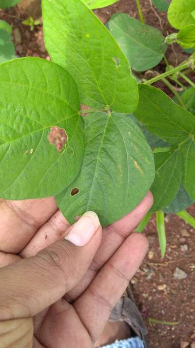 Tobacco Caterpillar - Soybean