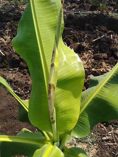 Calcium Deficiency - Banana