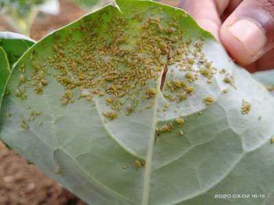 Aphids - Cabbage