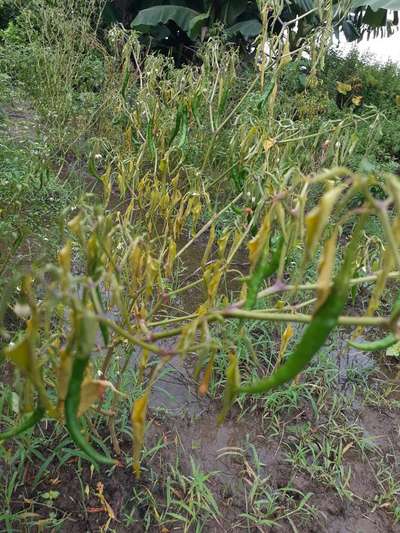 Fusarium Wilt - Capsicum & Chilli