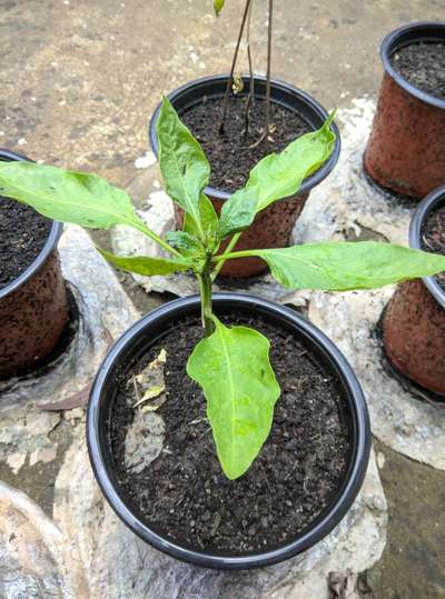 Aphids - Capsicum & Chilli