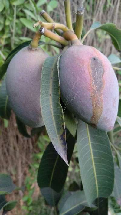 Mediterranean Fruit Fly - Mango