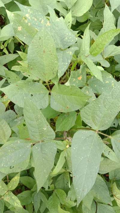 Flea Beetles - Black & Green Gram