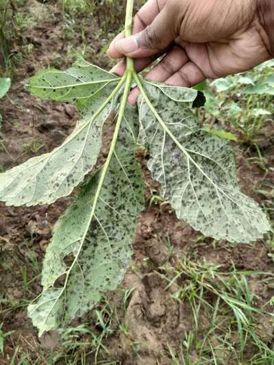 Cercospora Leaf Spot of Okra - Okra