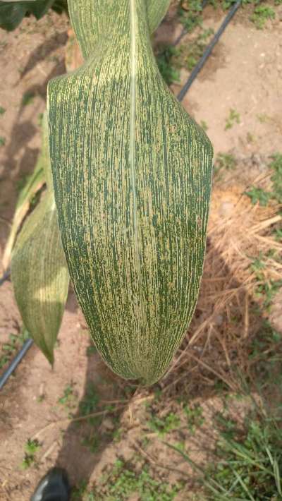 Maize Leaf Streak Virus - Maize