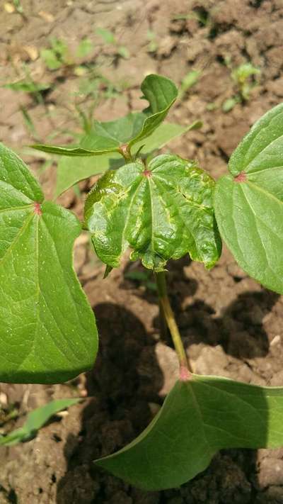 Spider Mites - Cotton